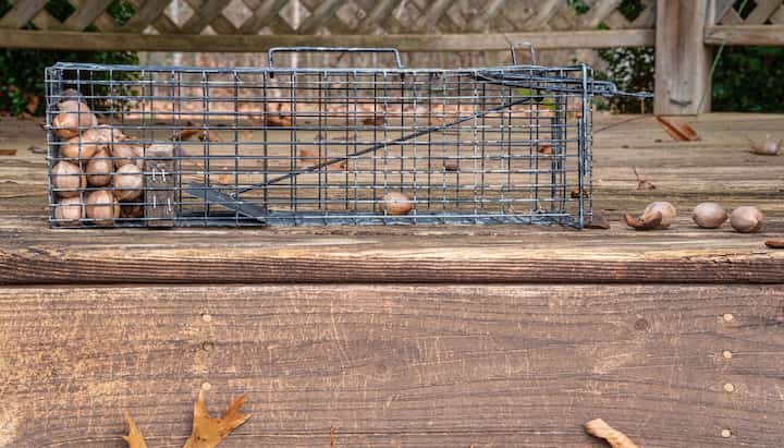 Professional-Wildlife-Control in Georgetown