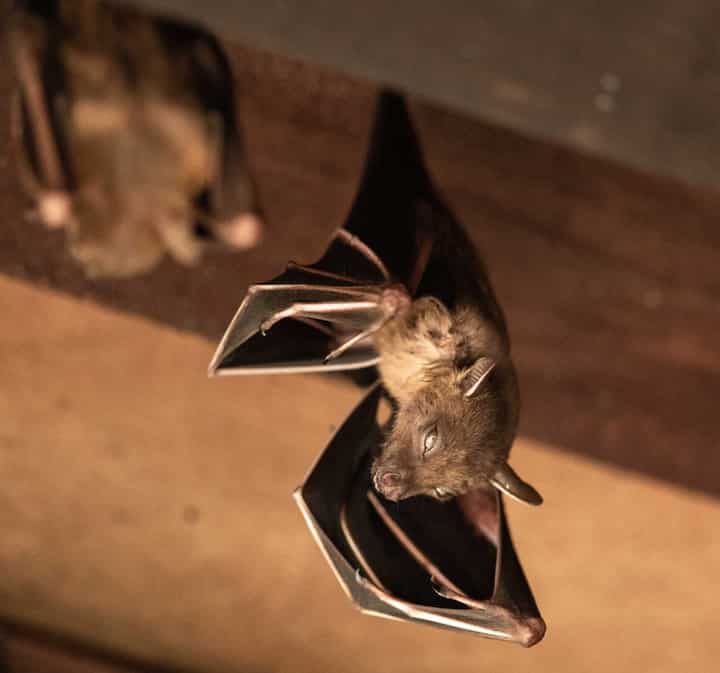 Wildlife-Bats in Georgetown